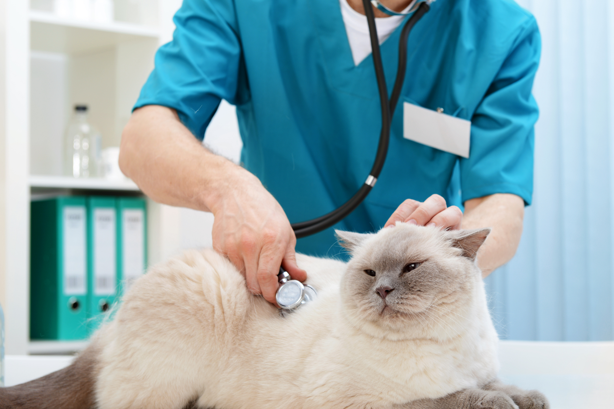 Veteriner Kliniği